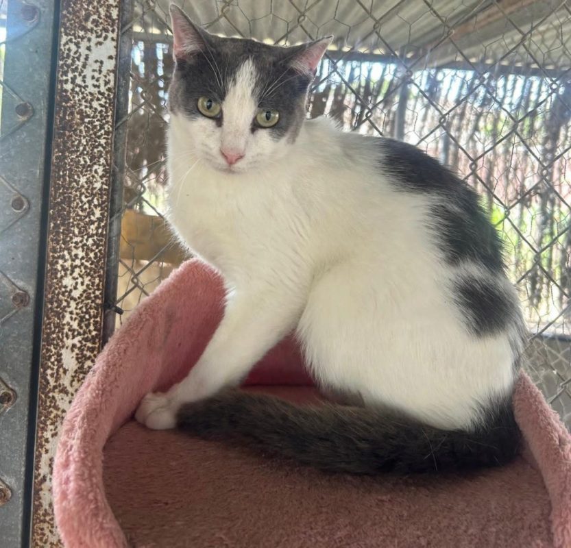 Dandy - Chat à adopter