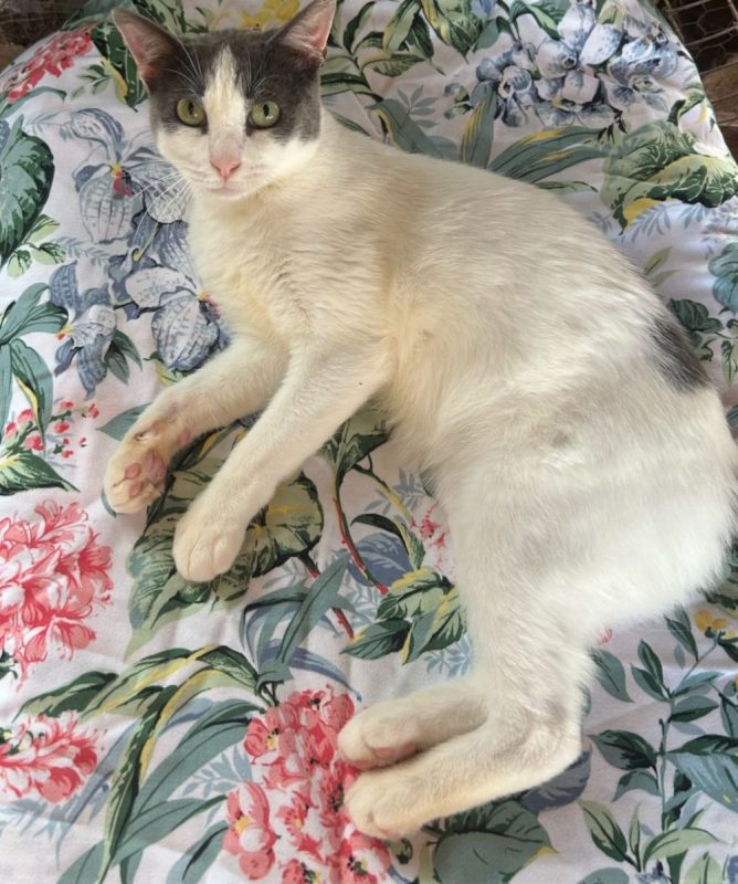 Dandy - Chat à adopter - photo 6