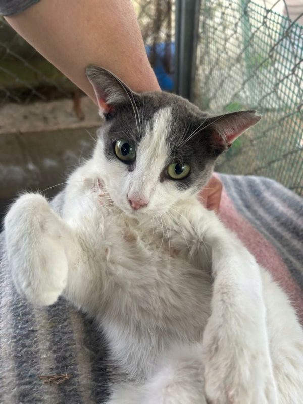 Dandy - Chat à adopter - photo 5