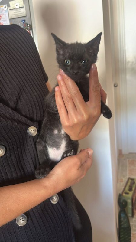 Lucio - Chat à adopter - photo 2
