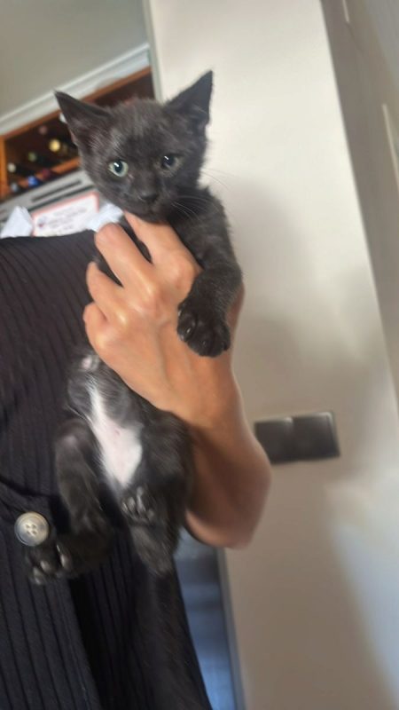 Lucio - Chat à adopter