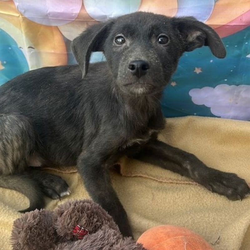 ONYX - Chien à adopter - photo 3