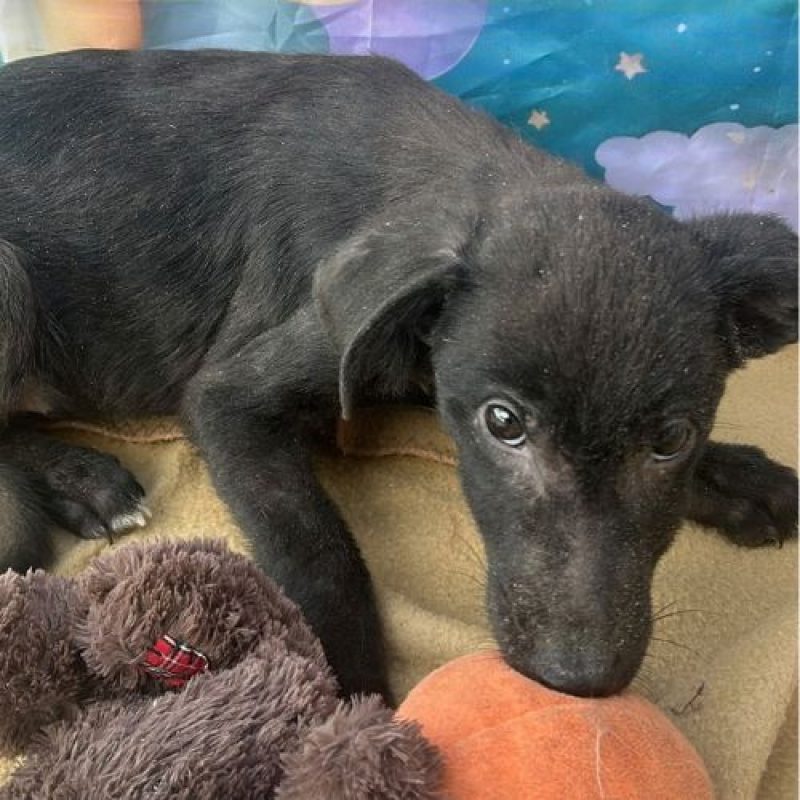 ONYX - Chien à adopter - photo 2