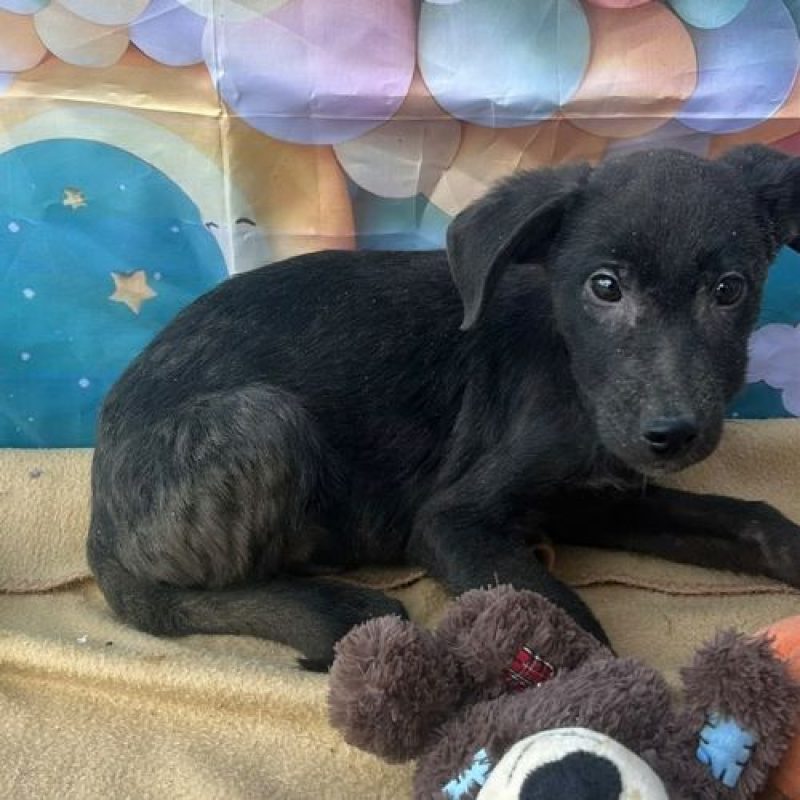 ONYX - Chien à adopter