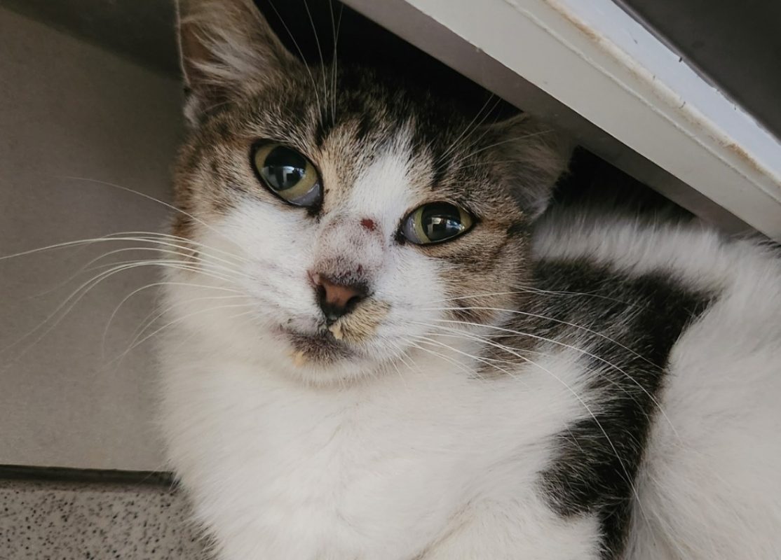Ewa - Chat Européen à adopter