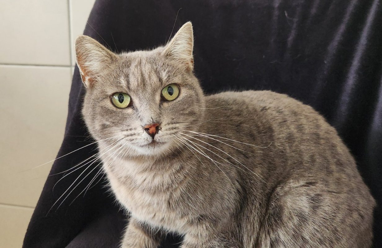 Rima - Chat Européen à adopter