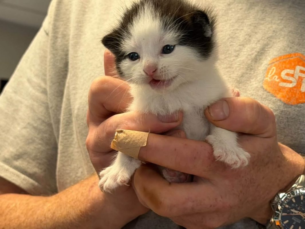 Baggy - Chat Européen à adopter