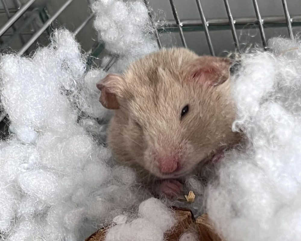 Brioche - Rongeur Hamster à adopter