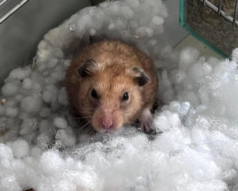 Gilbert - Rongeur Hamster à adopter
