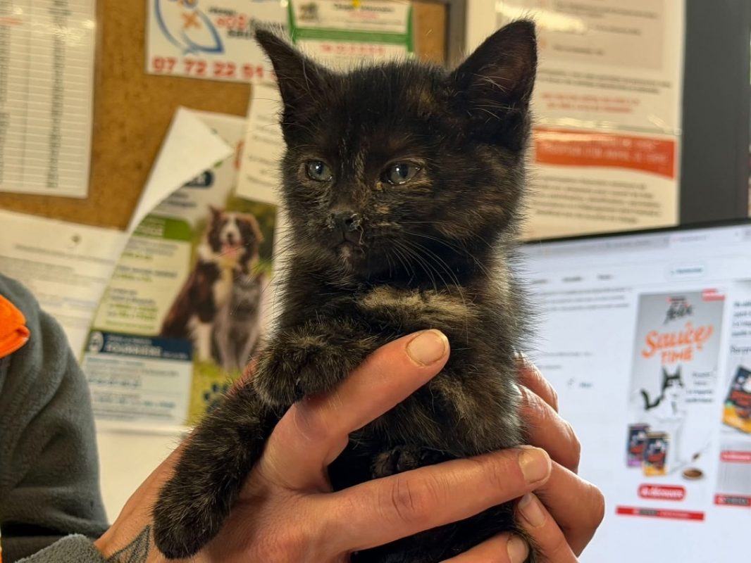 Elfy - Chat Européen à adopter