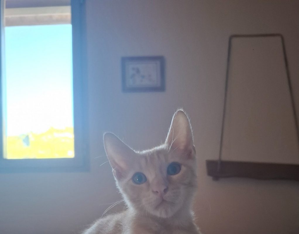 Chou - Chat Européen à adopter