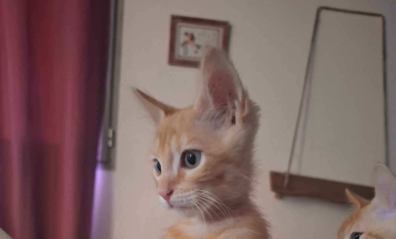 Sam - Chat Européen à adopter