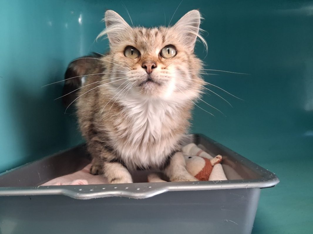 Finette - Chat Européen à adopter