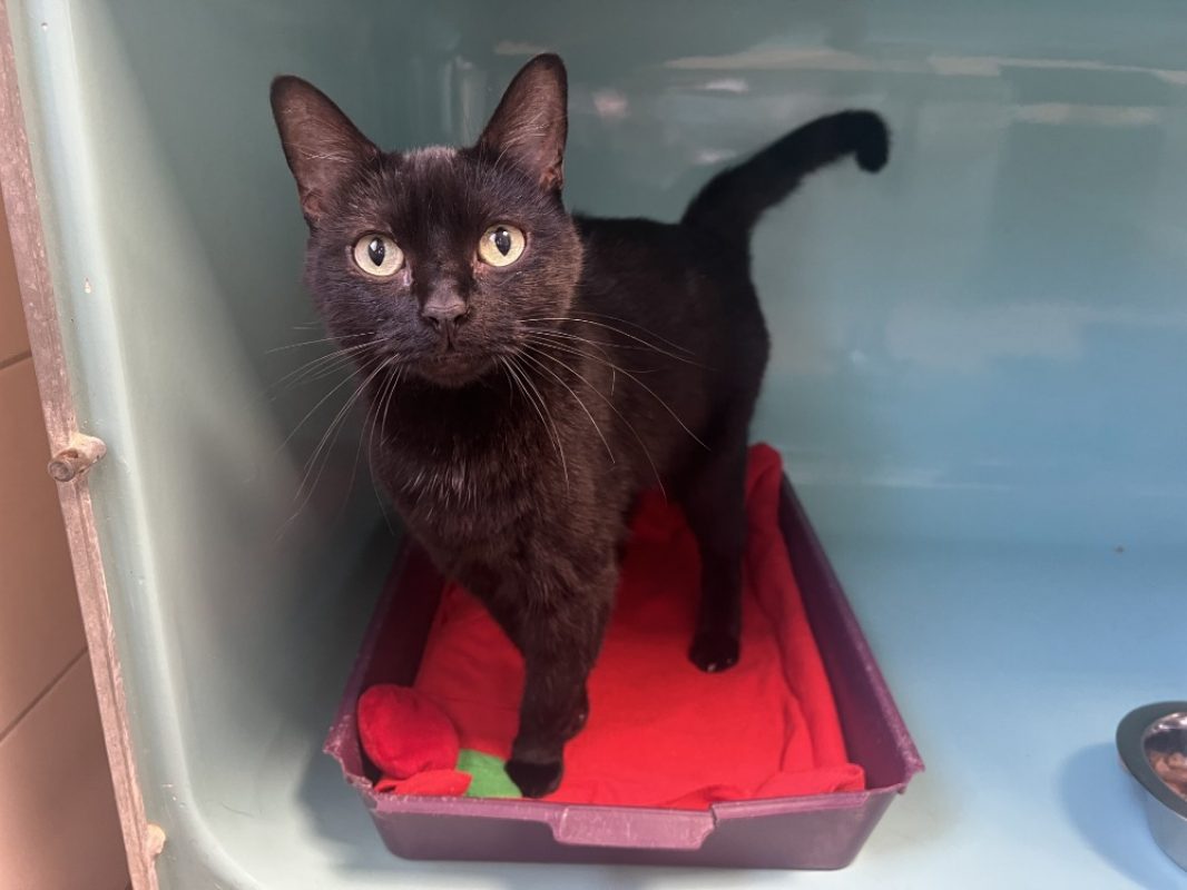 Babeth - Chat Européen à adopter