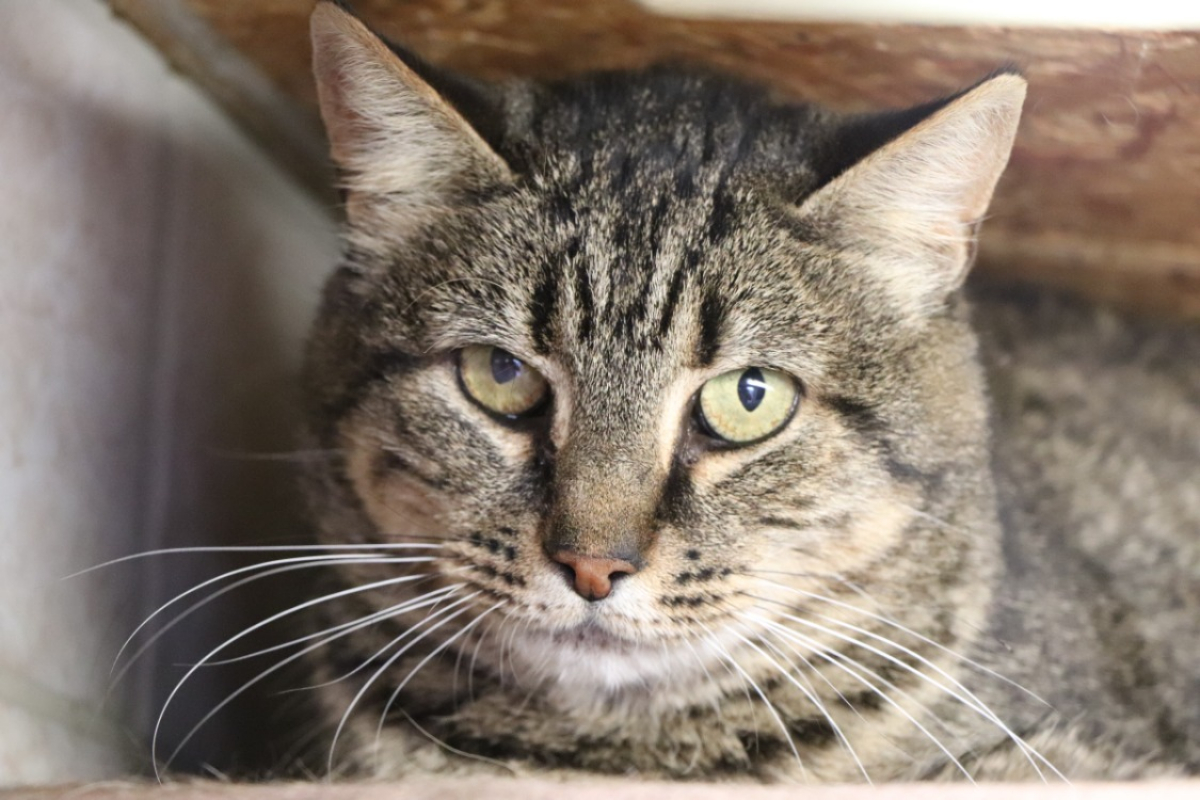 Photo #2 de Tigrette