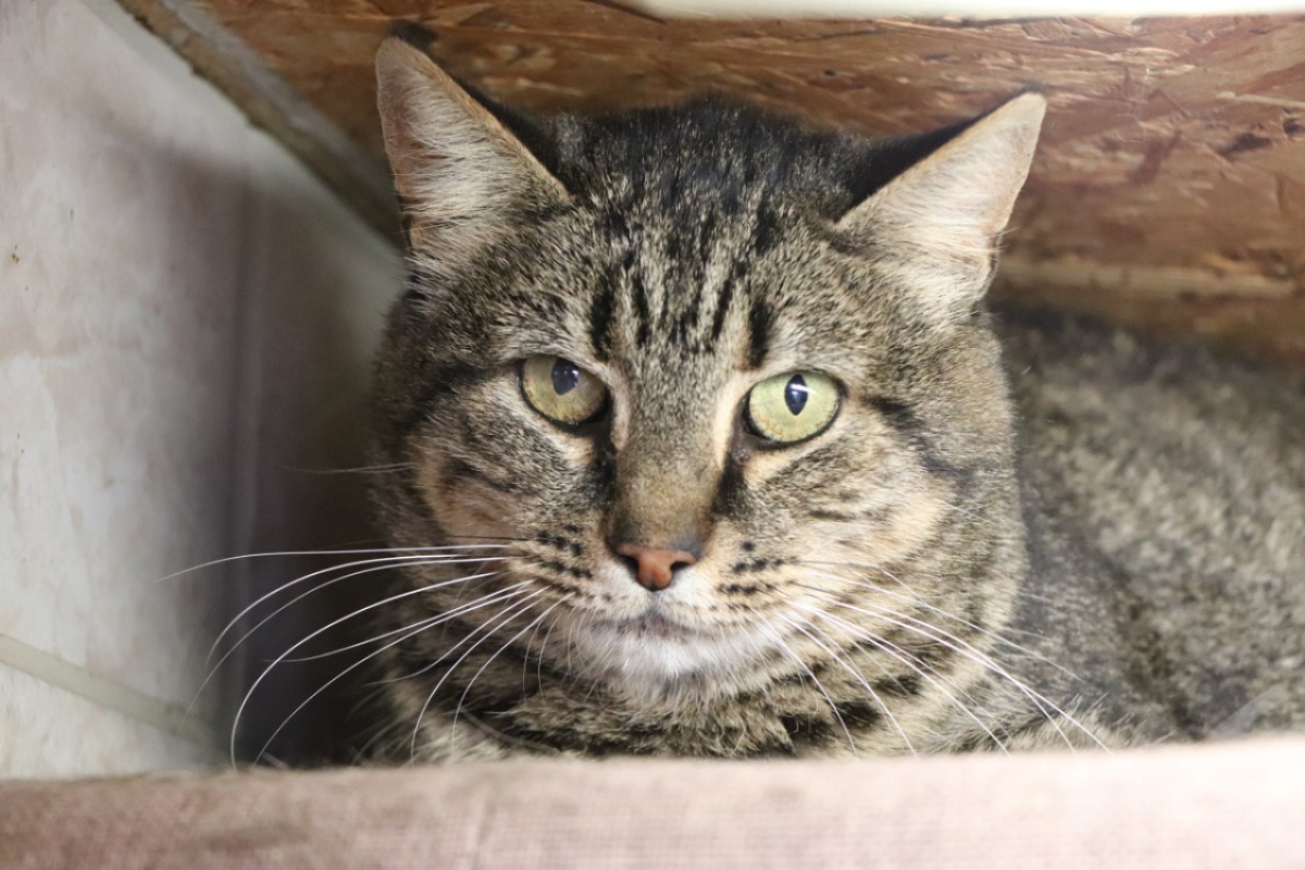 Photo #1 de Tigrette