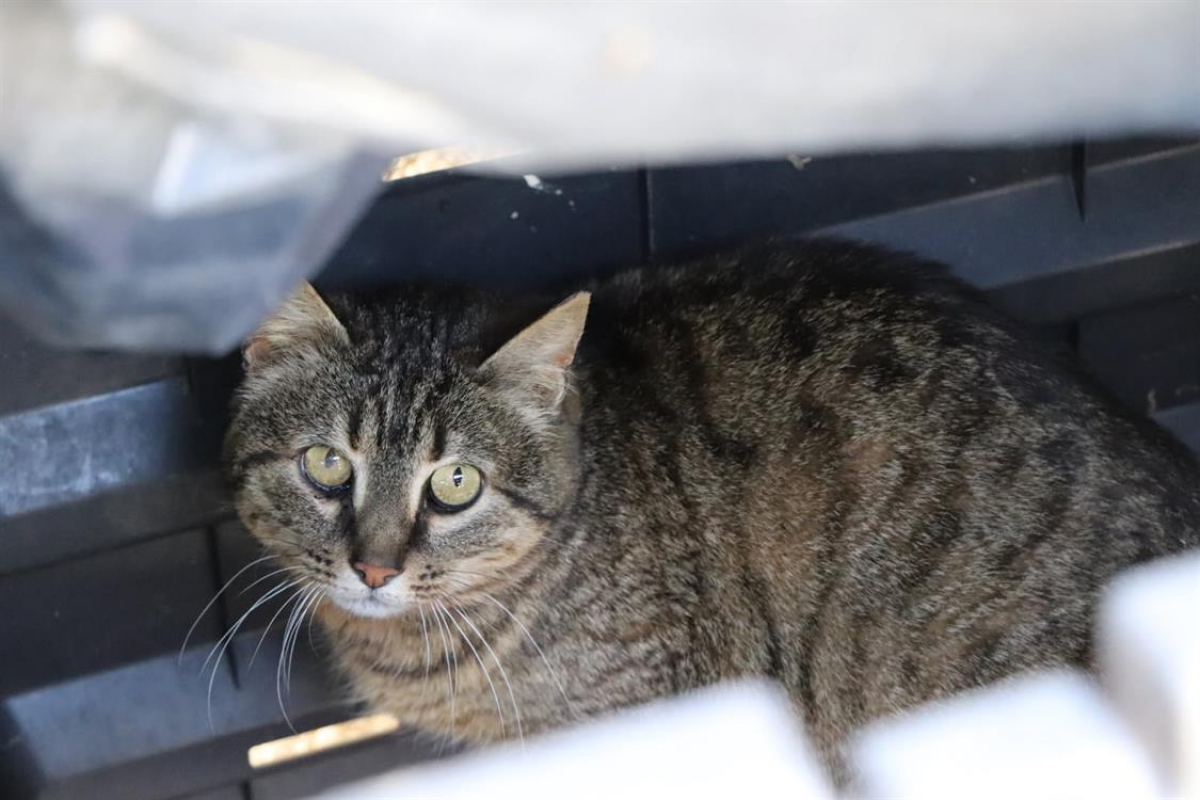 Photo #3 de Tigrette