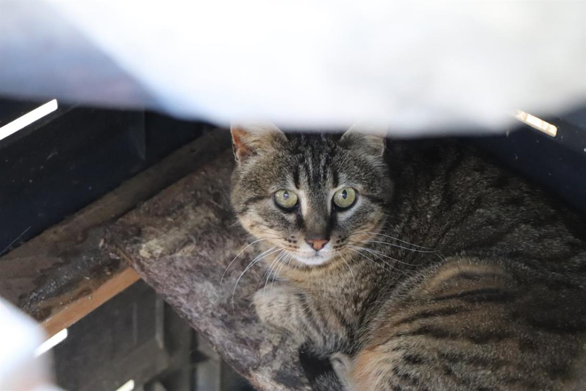 Photo #4 de Tigrette