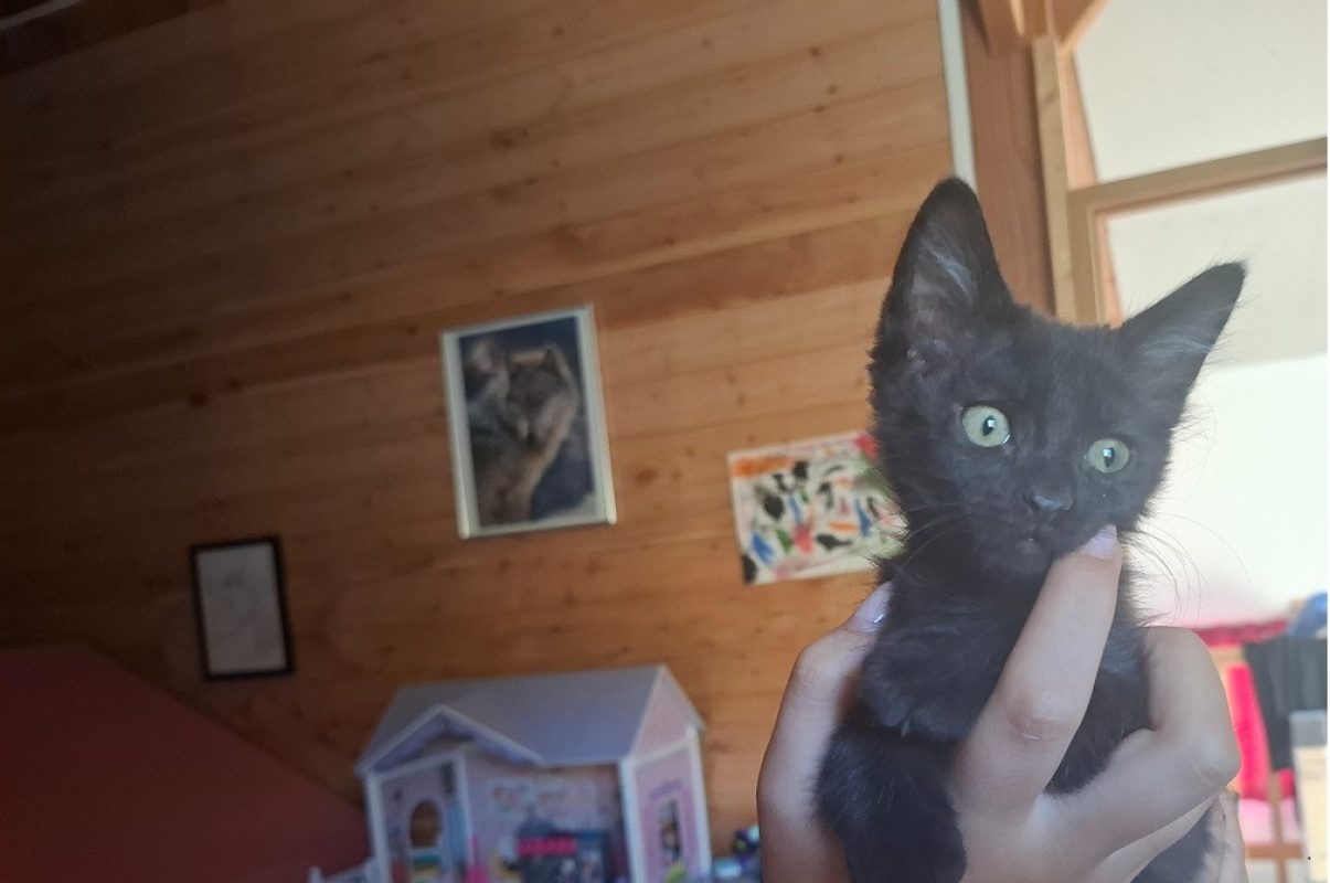 Boxi - Chat Européen à adopter