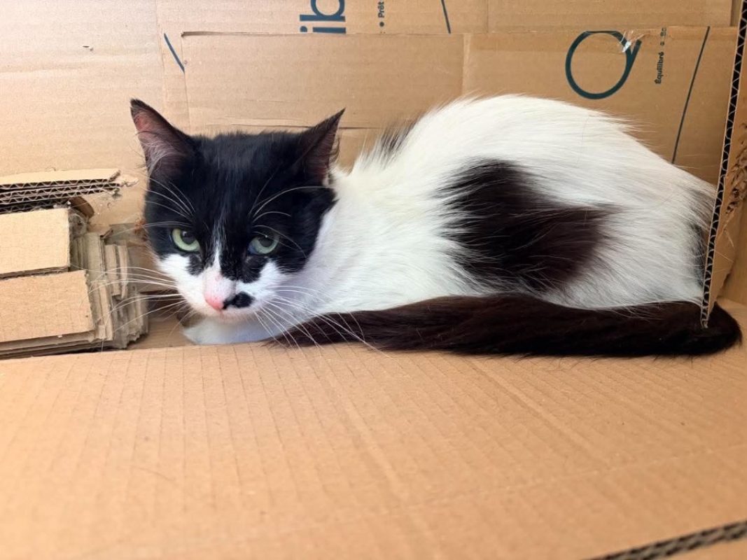 Uta - Chat Européen à adopter