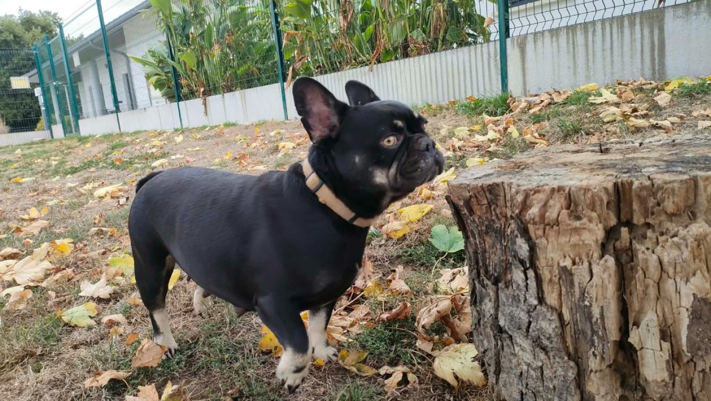 Ice cream - Chien Bouledogue Français à adopter