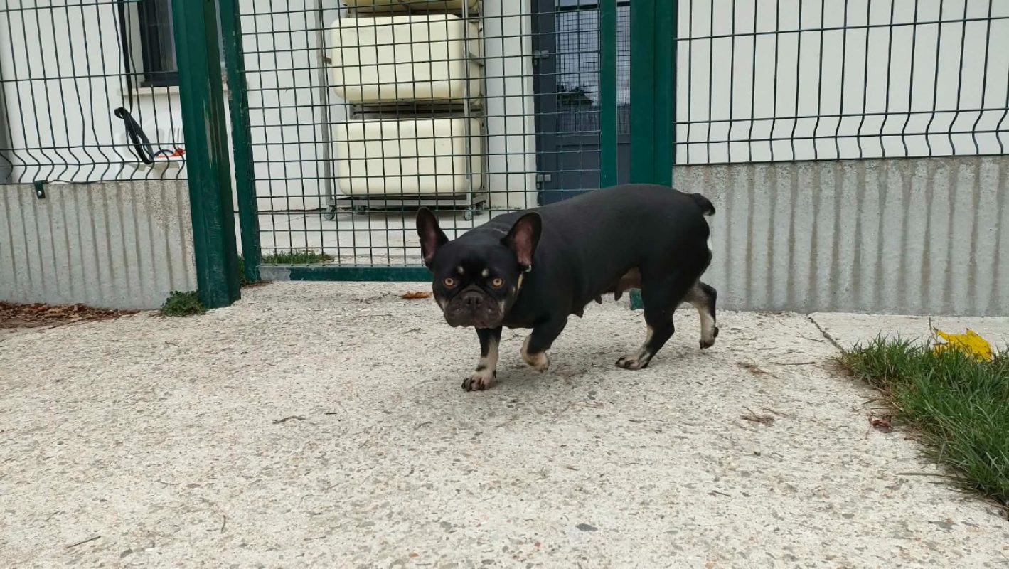 Ice cream - Chien Bouledogue Français à adopter - photo 2