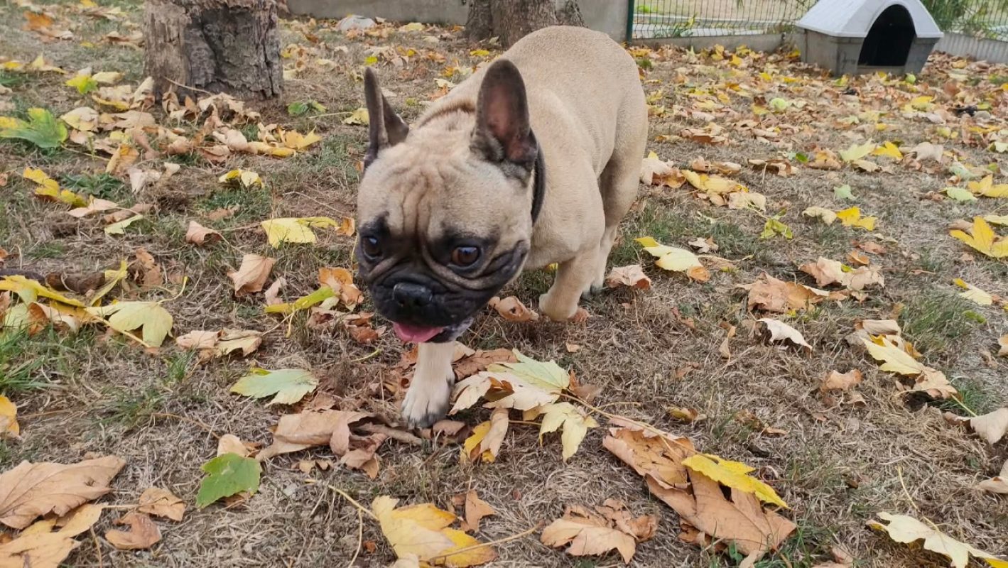 Uloo - Chien Bouledogue Français à adopter
