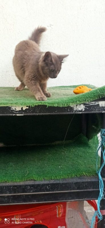 Vicente et Doncella - Chat à adopter - photo 4