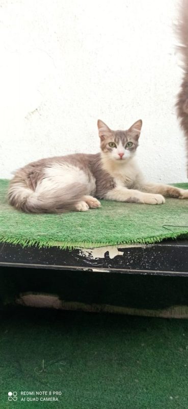Vicente et Doncella - Chat à adopter - photo 2