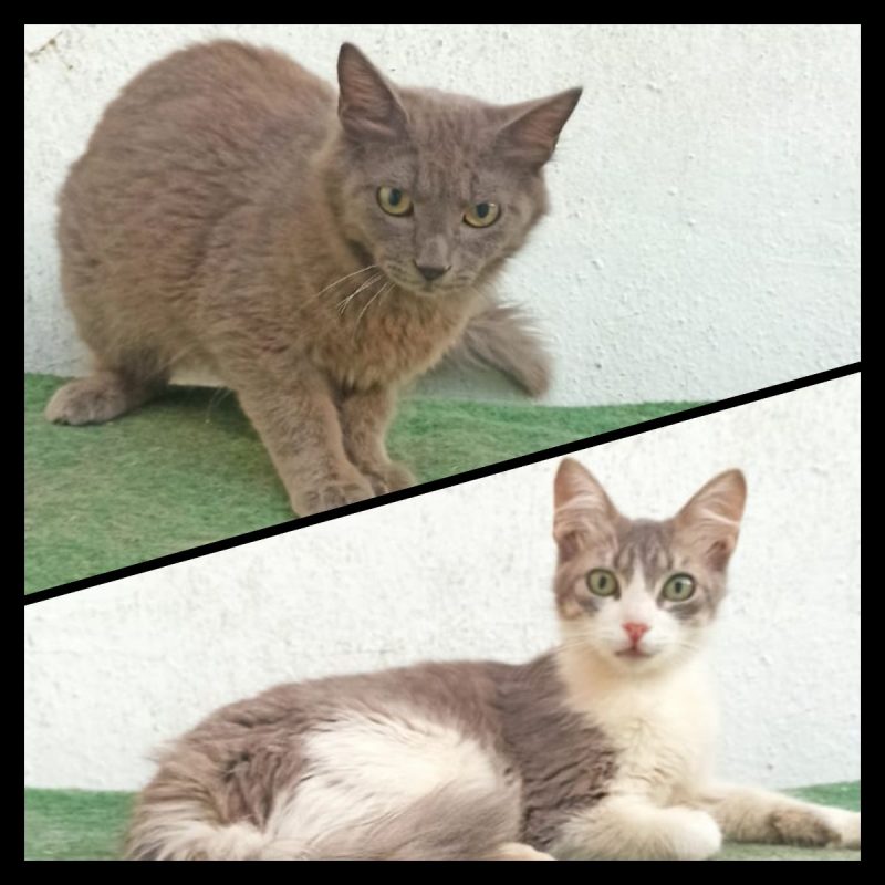 Vicente et Doncella - Chat à adopter