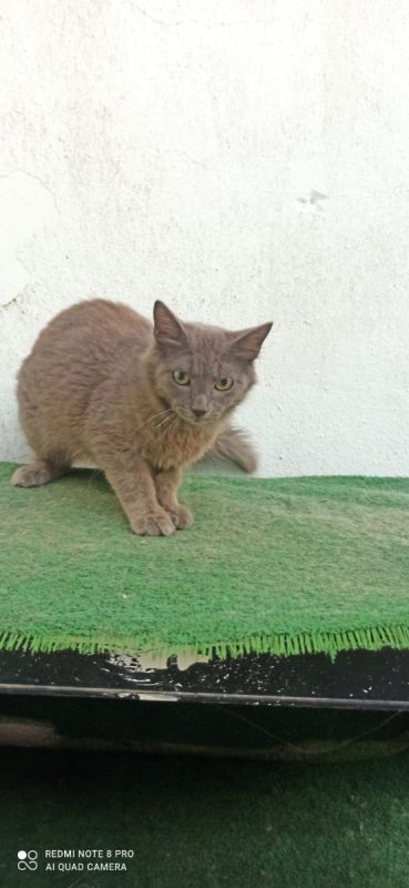 Vicente et Doncella - Chat à adopter - photo 3