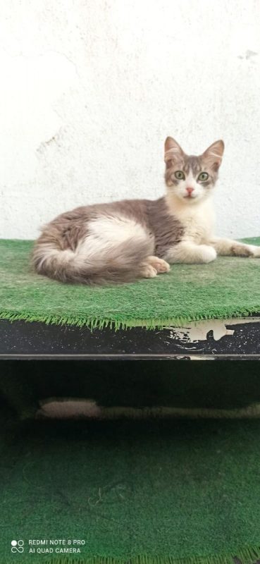 Vicente et Doncella - Chat à adopter - photo 6