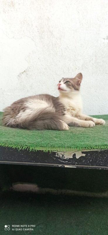 Vicente et Doncella - Chat à adopter - photo 7