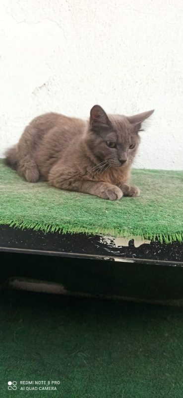 Vicente et Doncella - Chat à adopter - photo 5