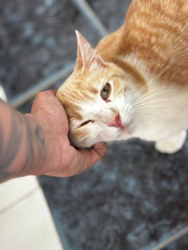 Crem - Chat à adopter - photo 4