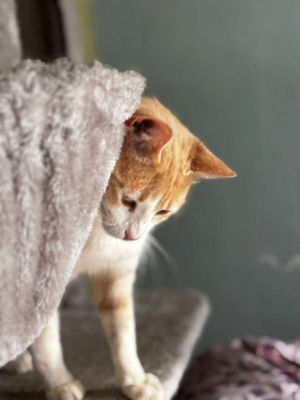 Crem - Chat à adopter - photo 3