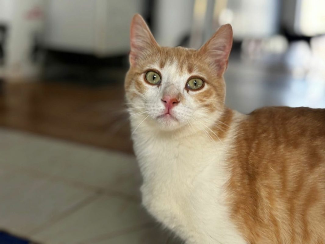 Crem - Chat à adopter - photo 2