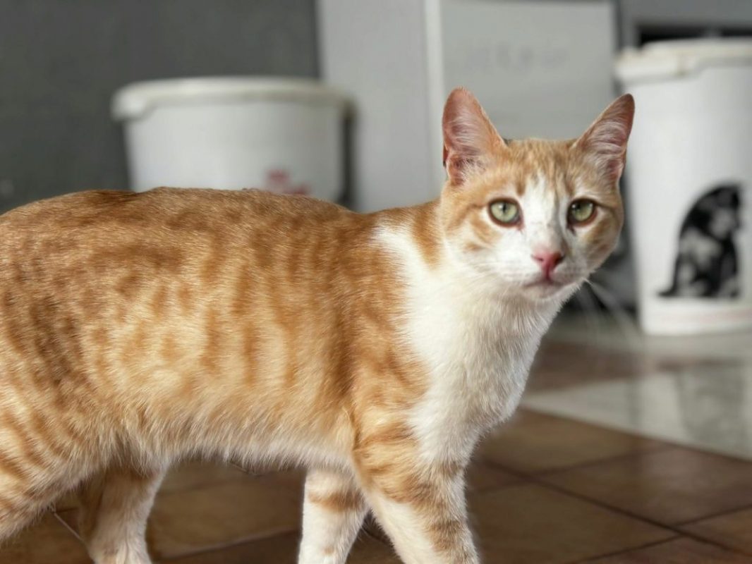 Crem - Chat à adopter