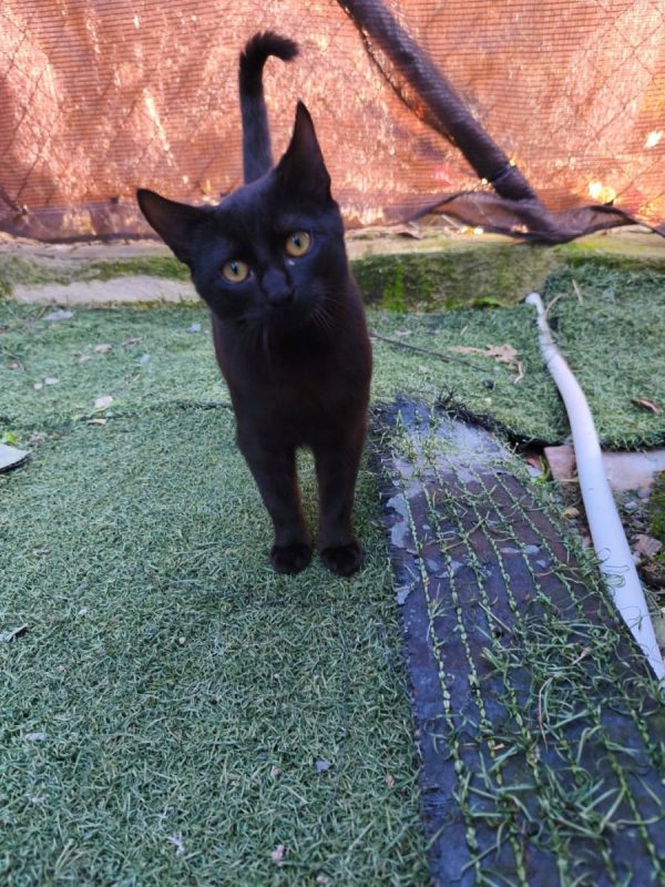 Pepon - Chat à adopter - photo 8