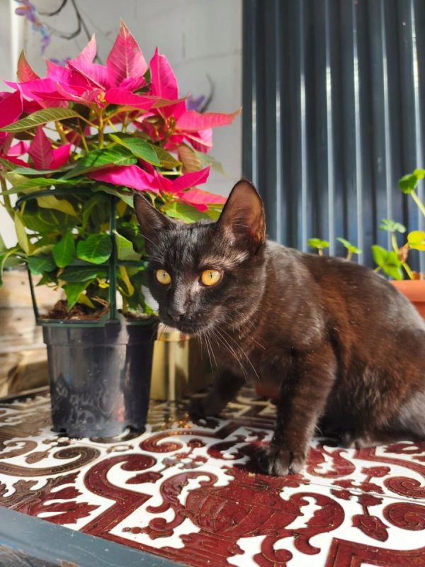 Pepon - Chat à adopter - photo 6