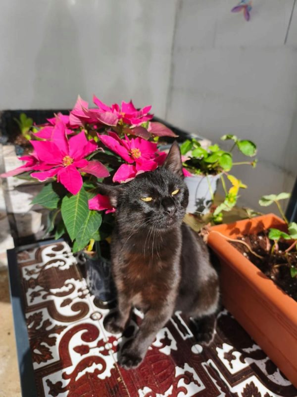 Pepon - Chat à adopter - photo 9