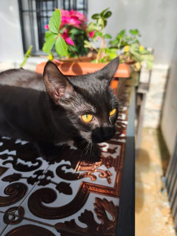 Pepon - Chat à adopter - photo 4