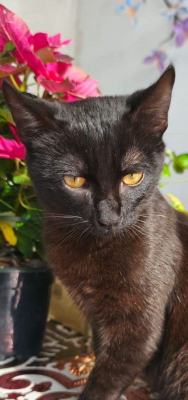 Pepon - Chat à adopter