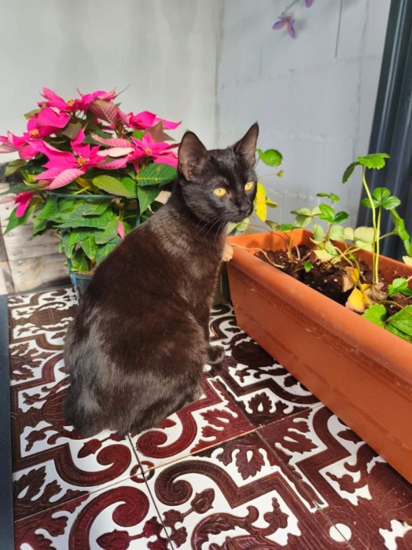 Pepon - Chat à adopter - photo 7