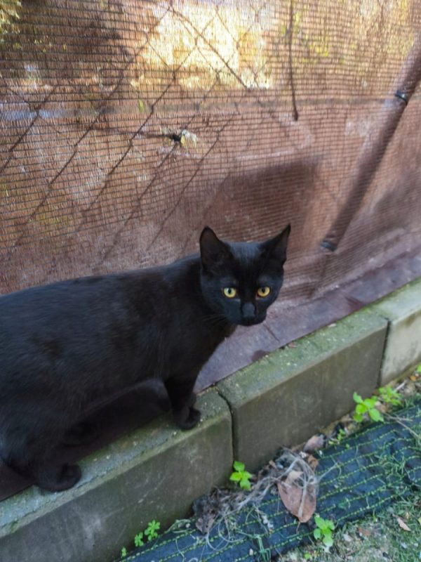 Pepon - Chat à adopter - photo 5