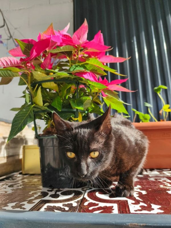 Pepon - Chat à adopter - photo 3