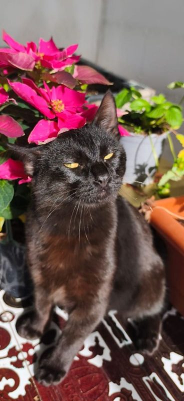 Pepon - Chat à adopter - photo 2