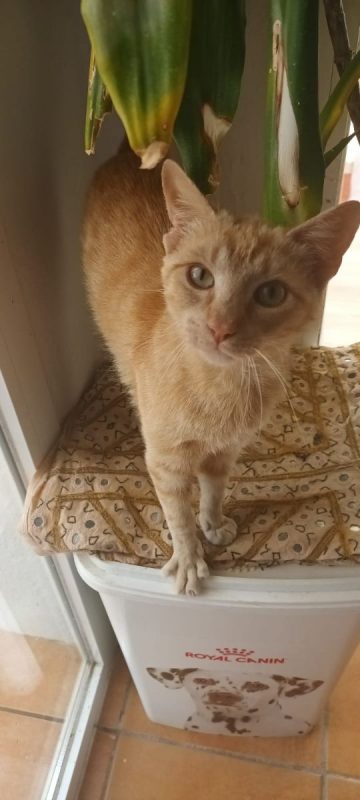 Robin - Chat à adopter - photo 4