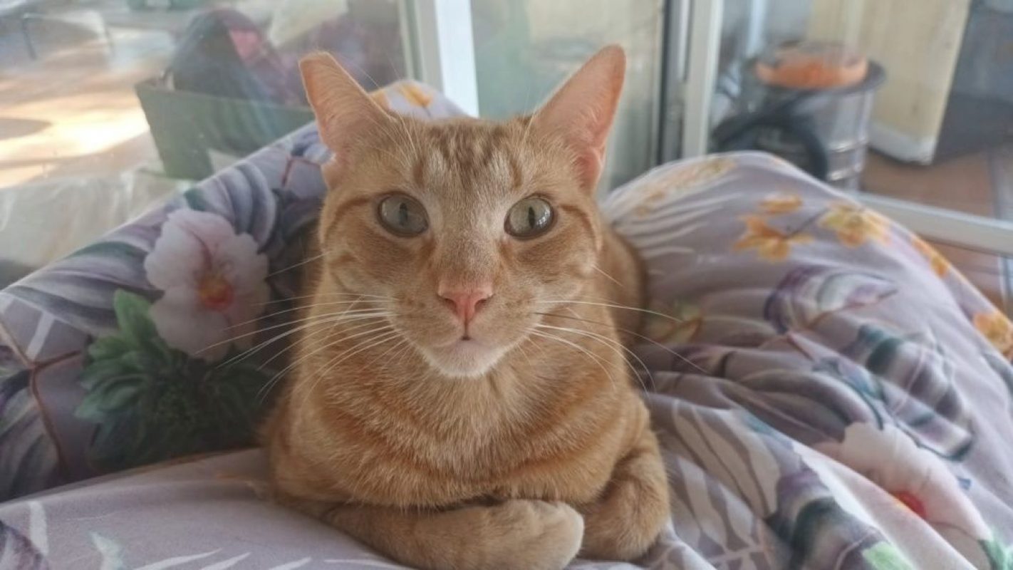 Robin - Chat à adopter