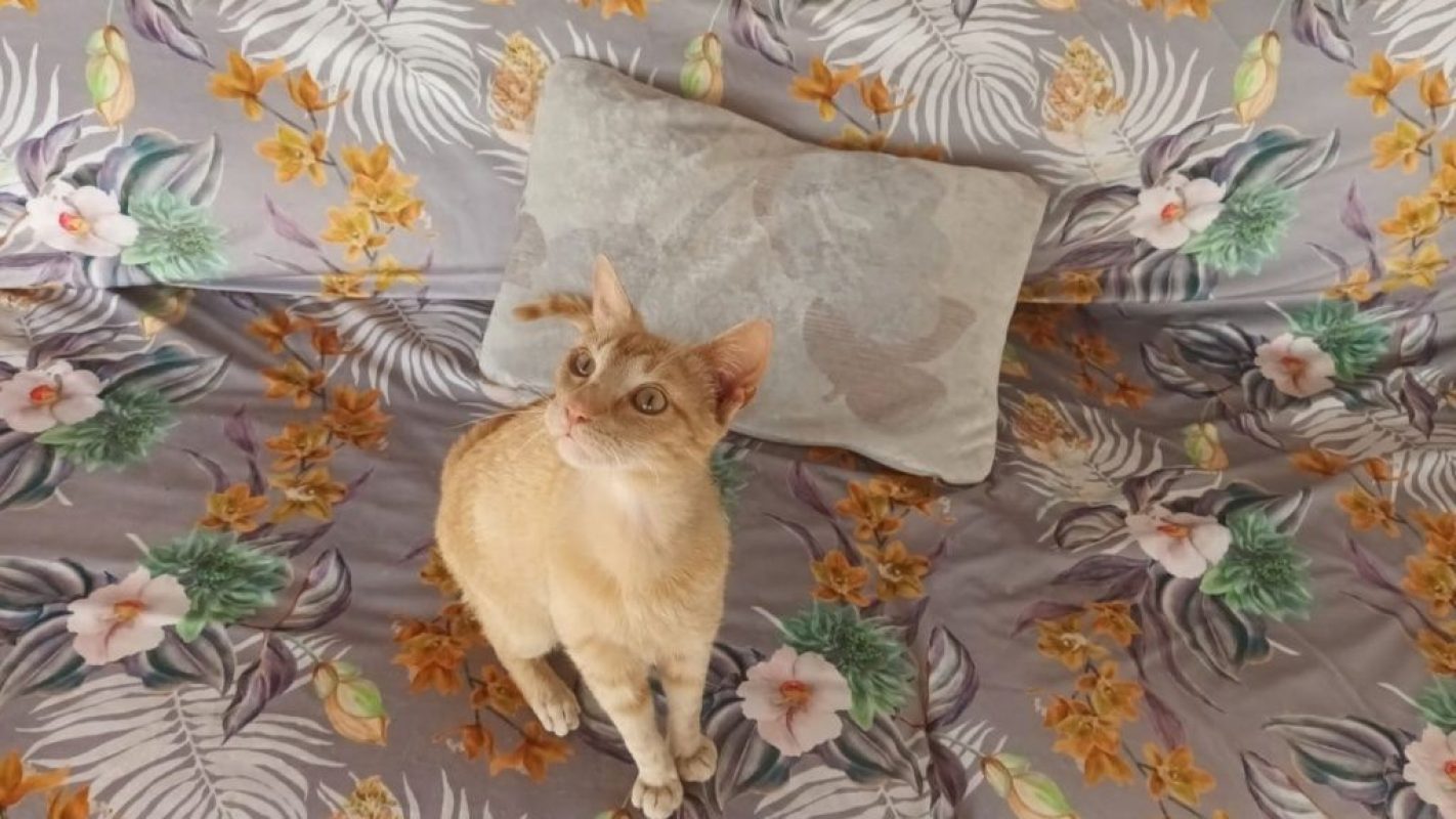 Robin - Chat à adopter - photo 3